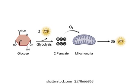 Aerobic cellular Respiration. Glycolysis. Mitochondria, energy production. Scientific Vector Illustration.