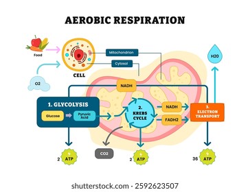 Aerobic Respiration bio anatomical vector illustration diagram, labeled educational medical scheme, glycolysis, kerbs cycle, electron transport. Citric acid cycle or TCA Cycle poster infographic.