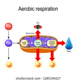 Aerobic respiration. Cellular respiration. Pyruvate enter the mitochondria in order to be oxidized by the Krebs cycle. products of this process are carbon dioxide, water, and energy. Vector diagram