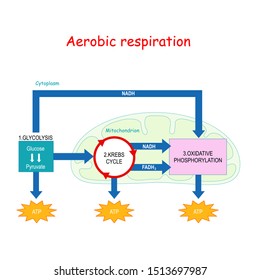 Aerobic respiration with mitochondrion in cell: Glycolysis, Oxidative decarboxylation of pyruvate, Citric acid cycle and Oxidative phosphorylation. Cellular respiration. Krebs cycle