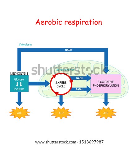 Aerobic respiration with mitochondrion in cell: Glycolysis, Oxidative decarboxylation of pyruvate, Citric acid cycle and Oxidative phosphorylation. Cellular respiration. Krebs cycle Stock photo © 
