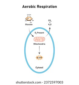 Aerobic Respiration Scientific Design. Vector Illustration.