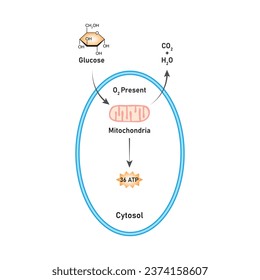 Aerobic Respiration Scientific Design. Vector Illustration.