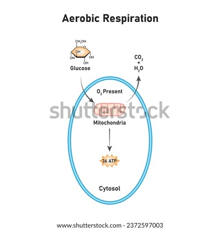 Aerobic Respiration Scientific Design. Vector Illustration.