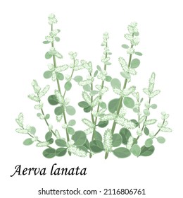 Aervae lanatae herba (Aerva lanata), planta con hojas verdes, flores y brotes, ilustración vectorial realista