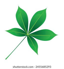 Aesculus Glabra leaf vector illustration isolated on white background