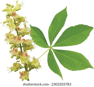 Aesculus glabra (Ohio Buckeye) Native North American Tree Blooming Spring Flower with Leaf