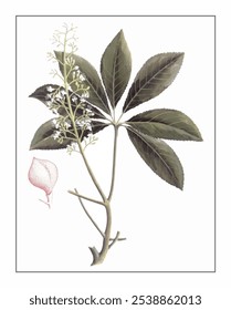 Aesculus wilsonii Rehd, hand-painted floral and botanical painting, hand-painted herbal painting, natural herbs.
