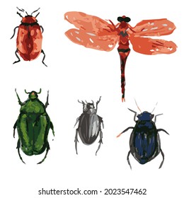 aeshna grandis - large dragonfly, beetle living in water , entomology, chitin, science, insect pest , collection