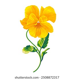 Aesthetic, bright yellow flower of Pansy, Viola hand drawn in realistic style in digital vector format, digital art. Illustration can be used in digital materials, advertising campaigns or branding