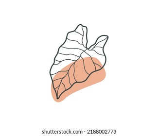 Aesthetic Caladium Leaf. Plant Vector Design