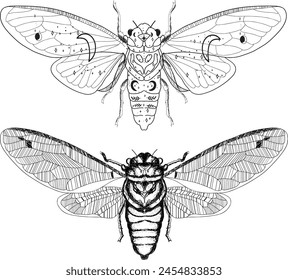 Aesthetic Cottagecore cicada insect line Art Illustration