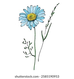 Aesthetic flowers daisies, chamomile isolated on white background
