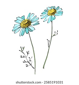 Aesthetic flowers daisies, chamomile isolated on white background