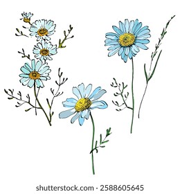 Aesthetic flowers daisies, chamomile isolated on white background