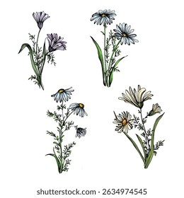 Aesthetic flowers daisies, chamomile isolated on white background