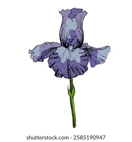 Aesthetic flowers Irises isolated on white background