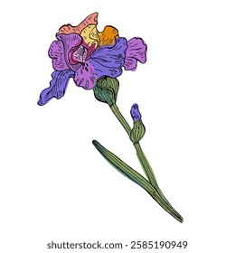 Aesthetic flowers Irises isolated on white background