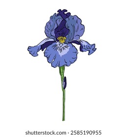 Aesthetic flowers Irises isolated on white background