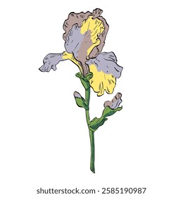 Aesthetic flowers Irises isolated on white background