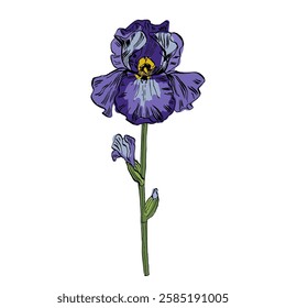 Aesthetic flowers Irises isolated on white background