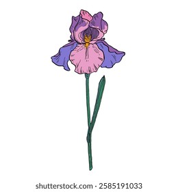 Aesthetic flowers Irises isolated on white background