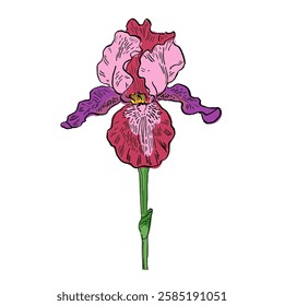 Aesthetic flowers Irises isolated on white background