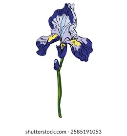 Aesthetic flowers Irises isolated on white background