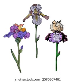 Aesthetic flowers Irises isolated on white background