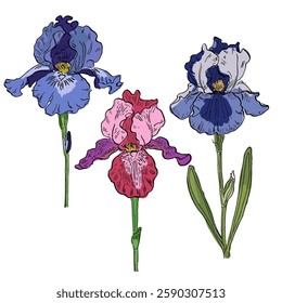 Aesthetic flowers Irises isolated on white background