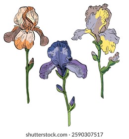 Aesthetic flowers Irises isolated on white background