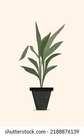 Aesthetic Plant for your collections