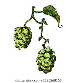 Aesthetic plants hops isolated on white background
