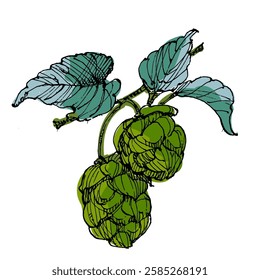 Aesthetic plants hops isolated on white background