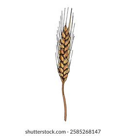 Aesthetic plants wheat isolated on white background