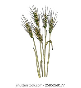 Aesthetic plants wheat isolated on white background