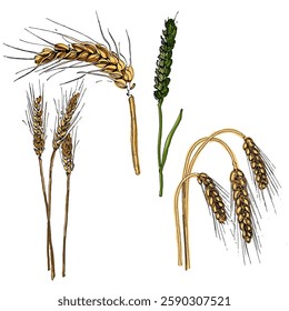 Aesthetic plants wheat isolated on white background