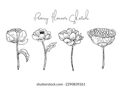 Aesthetic Spring Flower Sketch Collection