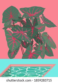 Aesthetic tropical Red Aglaonema (Chinese evergreen) plants and mini pool, simple nostalgic vintage summer vibe, pastel pink and green flat illustration