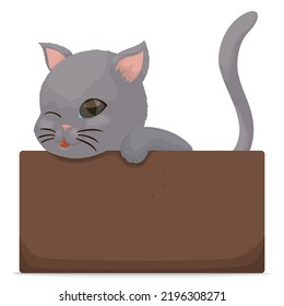 Affectionate gray kitten of blue eyes, winking at you while it waits inside a cardboard box.