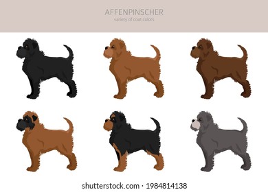 Affenpinscher all colours clipart. Different coat colors set. Vector illustration