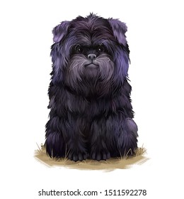 Affenpinscher dog breed digital art illustration isolated on white background. Cute domestic purebred animal. Monkey Terrier, is a terrier-like toy breed of dog. Pinscher-schnauzer royal portrait