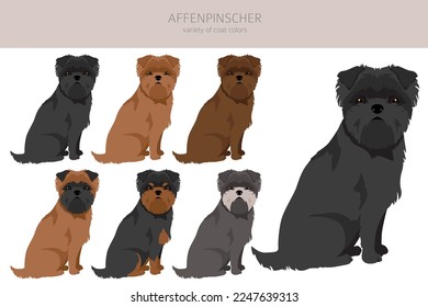 Affenpinscher dog clipart. All coat colors set.  All dog breeds characteristics infographic. Vector illustration