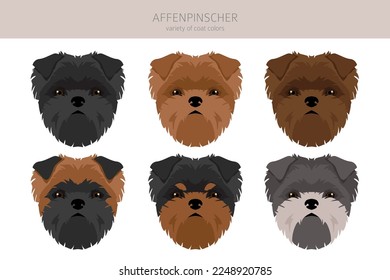 Affenpinscher dog clipart. All coat colors set.  All dog breeds characteristics infographic. Vector illustration