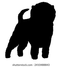 Affenpinscher Dog on the move. Dog in different poses. jumps runs. The dog is sitting. The dog is lying down playing