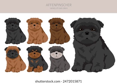 Affenpinscher dog puppy clipart. All coat colors set.  All dog breeds characteristics infographic. Vector illustration