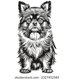 Affenpinscher dog vector face drawing portrait, sketch vintage style transparent background realistic breed pet