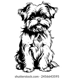 Affenpinscher sitting ink hand drawn animal illustration, transparent background