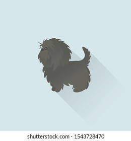 Affenspinscher Full Body from Side View Flat Design Illustration for Website Icon, Social Media or Blog for Dog Related Business