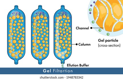 Affinity chromatography used in isolation of biological molecules vector illustration, molecular biology technique